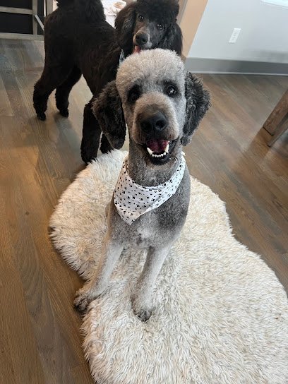 Dog day care in Nashville Tennessee The Belmont Pet Resort and Daycare 1