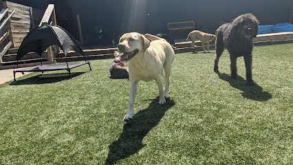 Dog day care in Nashville Tennessee The Village Unleashed 1