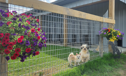 Dog day care in Navarre Ohio Boarding@ Sam Hill 1