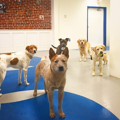 Dog day care in New Bedford Massachusetts The Village Woof 1