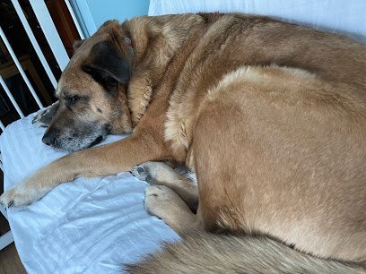 Dog day care in New Boston New Hampshire Cora s Zone 1