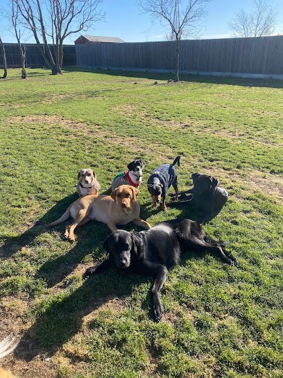 Dog day care in New Braunfels Texas Lutz of Dogs LLC 1