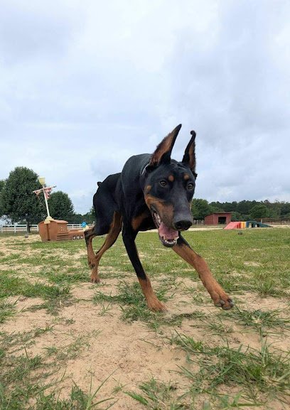 Dog day care in New Egypt New Jersey Heartbark Hotel 1