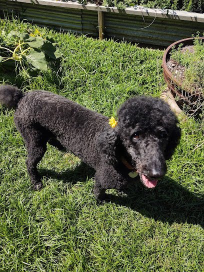 Dog day care in New Orleans Louisiana Canine Culture 1