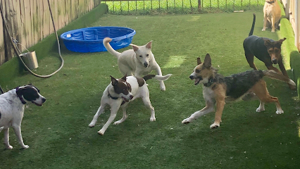 Dog day care in New Orleans Louisiana Mid City Animal House Dog Daycare Boarding 1