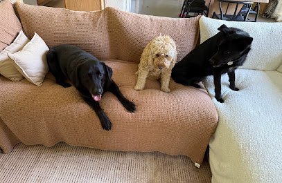 Dog day care in New Paltz New York Comfy Companion 1