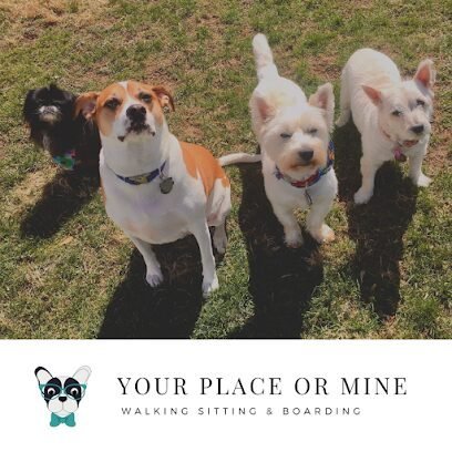 Dog day care in New Windsor New York Your Place or Mine Pet Services 1