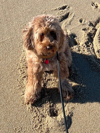 Dog day care in New York New York Biscuits Bath 1
