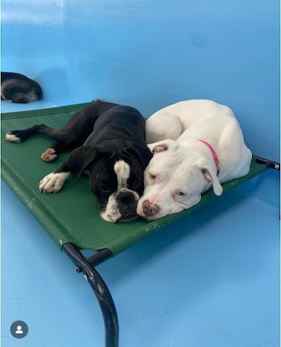 Dog day care in New York New York Biscuits Bath Battery Park 1