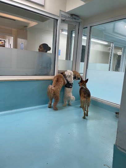 Dog day care in New York New York Biscuits Bath Murray Hill 1