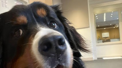 Dog day care in New York New York Cassidy Ingram Dog Training LLC 1