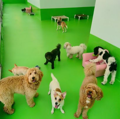 Dog day care in New York New York D is for Doggy Daycare Grooming 1