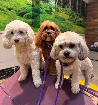 Dog day care in New York New York DOGMA 1