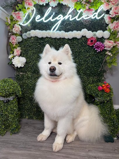 Dog day care in New York New York Delighted Pets Inc 1