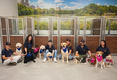 Dog day care in New York New York Dog City NYC W27 1