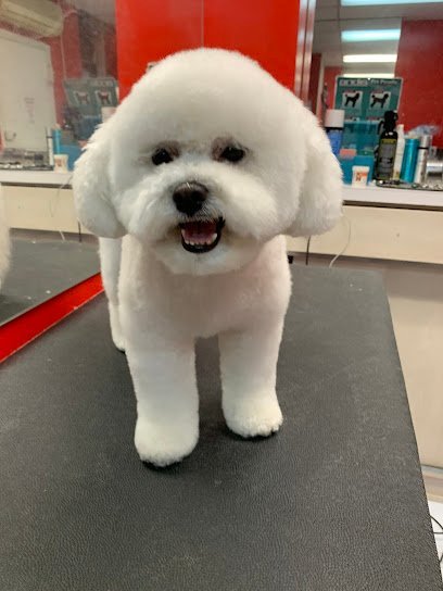 Dog day care in New York New York Doggie Do Playtime Too 1