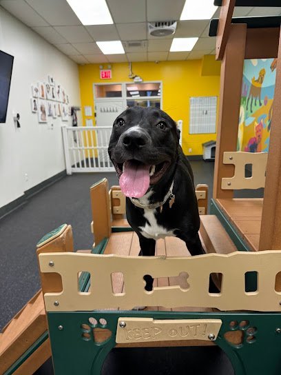 Dog day care in New York New York Easy Wag FiDi 1