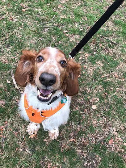 Dog day care in New York New York Happy Pants 1