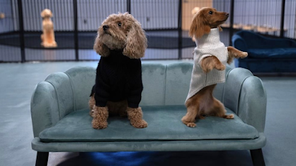 Dog day care in New York New York Happy Tails Pup Experience 1