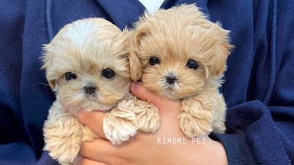 Dog day care in New York New York Kimomi Pet   Manhattan Pet Store   Grooming   Boarding Daycare 1