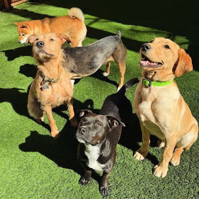 Dog day care in New York New York Manhattan Pawffice 1