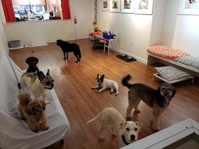 Dog day care in New York New York Mutt Hutt 1