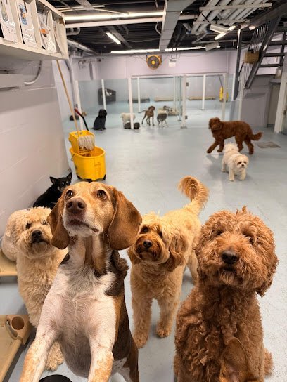 Dog day care in New York New York Paws Country Club 1
