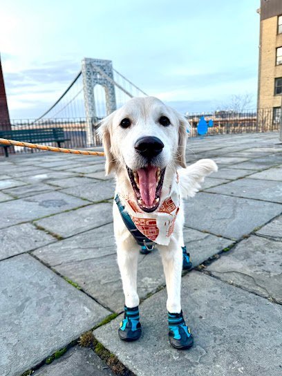 Dog day care in New York New York Pets and the City NYC 1