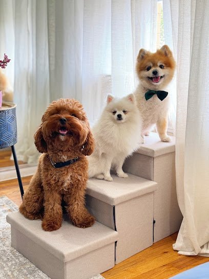 Dog day care in New York New York Puppy Town Nyc 1