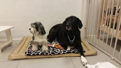 Dog day care in New York New York RELEASH NYC 1