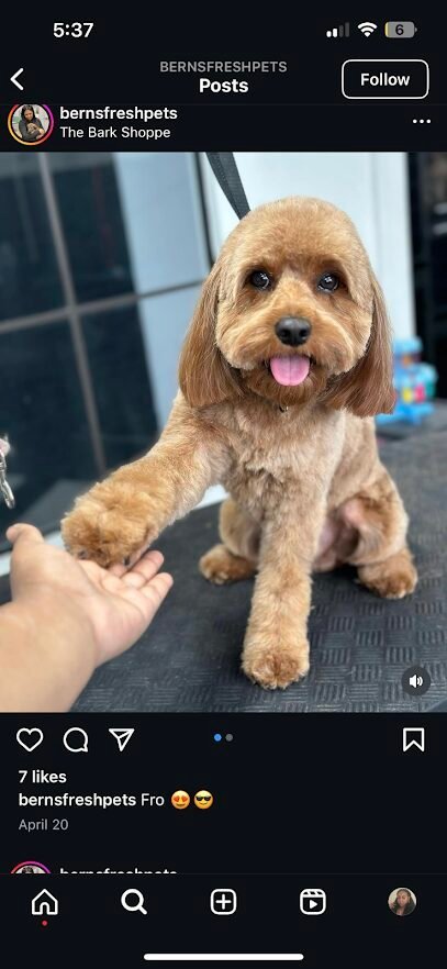 Dog day care in New York New York The Bark Shoppe 1