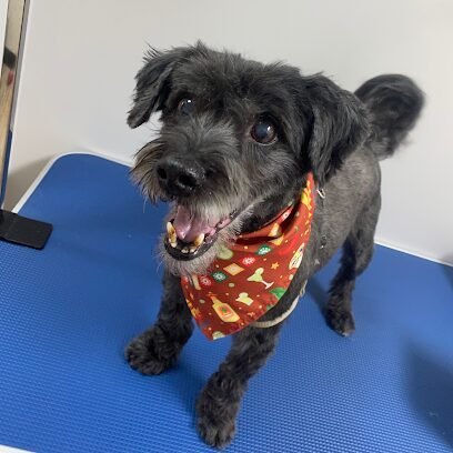 Dog day care in New York New York UP PUP 1