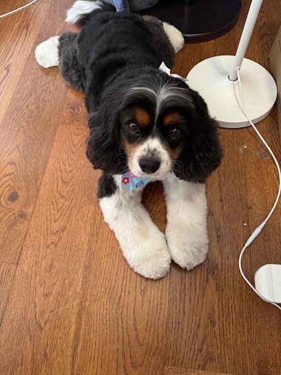 Dog day care in New York New York Urban Woof NYC 95th 1