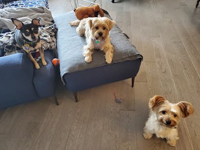 Dog day care in New York New York Zilly Friends 1