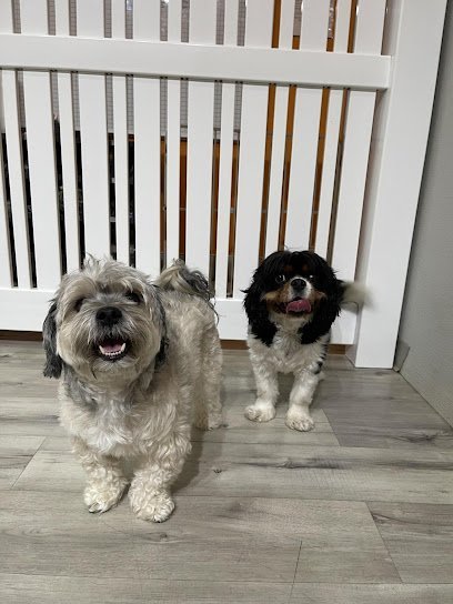 Dog day care in New York New York pupculture FiDi 1