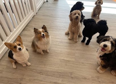 Dog day care in New York New York pupculture Tribeca 1