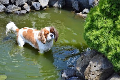 Dog day care in Newberg Oregon Camp Kiss A Pet 1