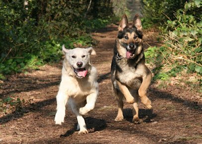 Dog day care in Newton Massachusetts Go Woof Woof 1