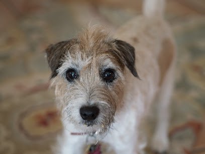 Dog day care in Newton Massachusetts The Dog Scoop 1