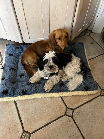 Dog day care in Newton Massachusetts Walk This Way Pet Services 1