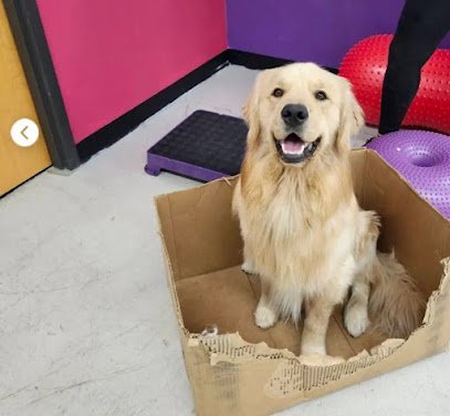 Dog day care in Noblesville Indiana Paw Partner Dog Training Grooming 1