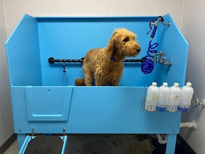 Dog day care in Norcross Georgia Camp Woof