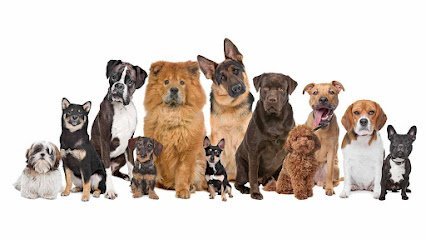 Dog day care in Norfolk Massachusetts Buddy s Doggie Daycare Grooming Boarding 1