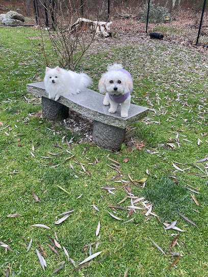 Dog day care in Norfolk Massachusetts Puppys Paradise Home Boarding 1