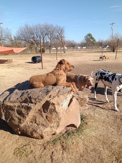 Dog day care in Norman Oklahoma Annie s Ruff House 1
