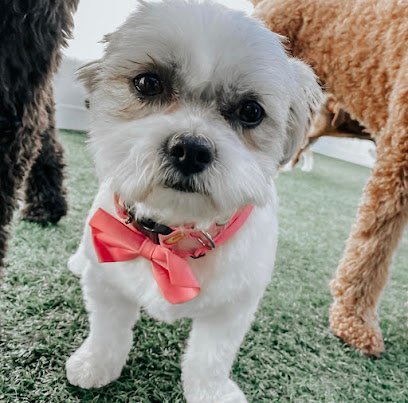 Dog day care in Norman Oklahoma Fetch Stay Dog Daycare Boarding 1