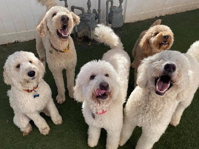 Dog day care in Norman Oklahoma OK Canine Corral West 1