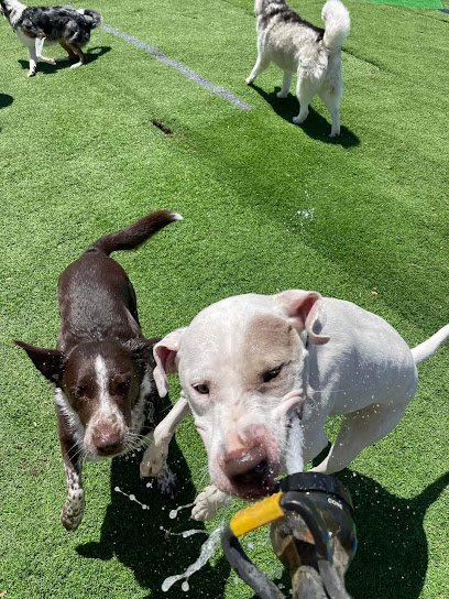 Dog day care in Norman Oklahoma The Doggie Dorm 1