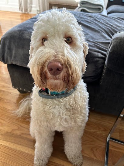 Dog day care in North Attleborough Massachusetts Petworks 1