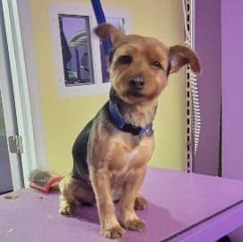 Dog day care in North Bergen New Jersey Paws and Suds In The Heights 1